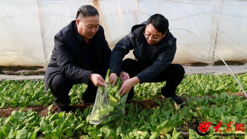 鄒平市農(nóng)業(yè)農(nóng)村局扎實(shí)開展農(nóng)產(chǎn)品生產(chǎn)經(jīng)營主體大檢查 筑牢農(nóng)產(chǎn)品質(zhì)量安全屏障